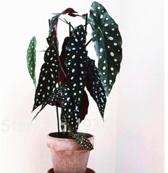 Dwarf Tree Wave Point Begonia Flower Home Garden Fleur Et Plante Perennial Foliage Christmas Decoration Natural Growth