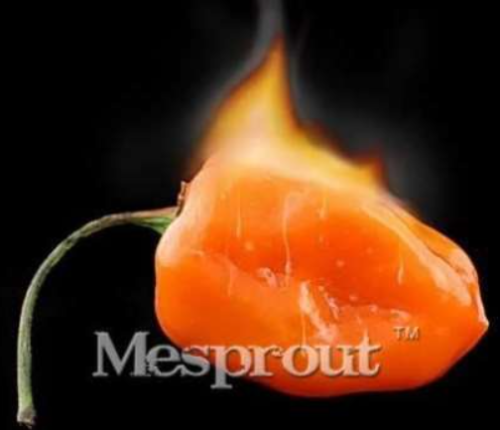 Pepper Seed Vegetables Habanero Orange Chilli Seed Plant Extremely Hot Garden Plants