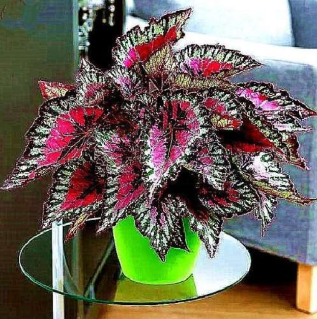 thumbnail image 2 of 100 Seeds Janpanse Bonsai Coleus Plant Rainbow Dragon Foliage Plants 2 of 12