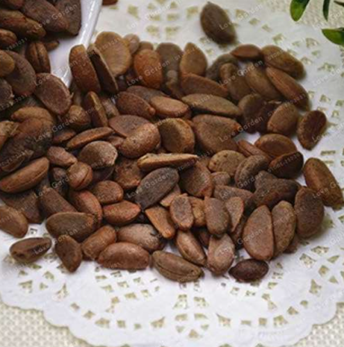 Persimmon Fruit Tree Seed Non-GMO Fruit Seed Home Garden Plant Diospyros Kaki Seed
