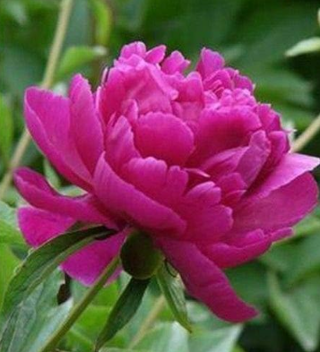 Cinnabar Pink Flower Seeds Chinese Peony Paeonia Suffruticosa Tree