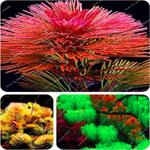 Aquarium Plant Pine Tree De Plantas Raras Fish Tank Aquatic Plant Indoor Ornamental Sale Seed Plant Home - (Color: Mixed)
