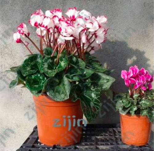 Cyclamen Seeds