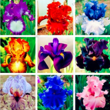 Iris Orchid Flower Seeds (Color: Mix)