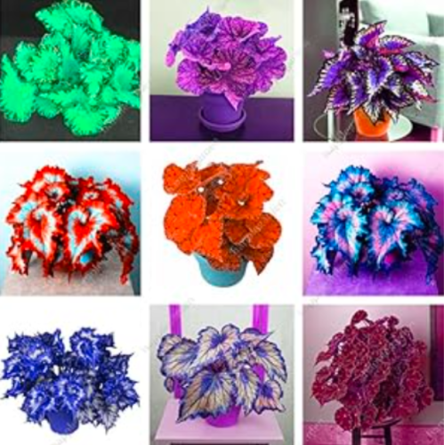 Janpanse Seed Coleus Plants Foliage Plants (Color: Mix)