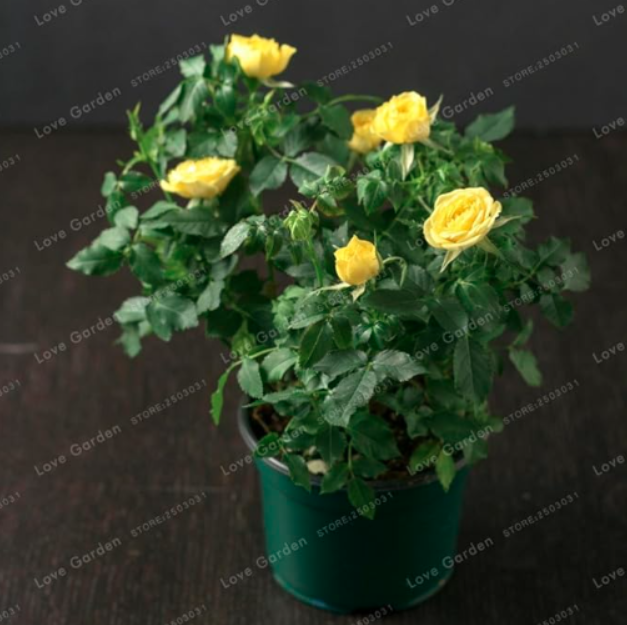 Mini Rose Seed Miniature Rose Seed (Color: 3)