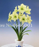 Amaryllis Seeds (Color: 17)