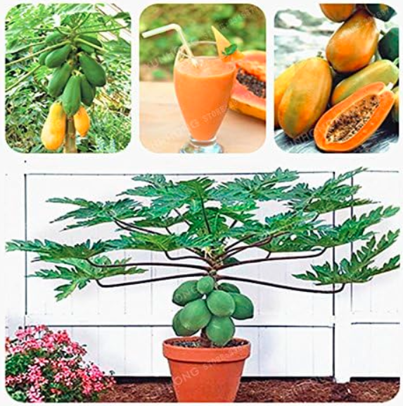 Papaya Seed Organic Heirloom Vegetable Fruit