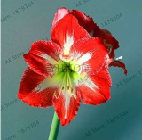 Amaryllis Bulb (Color 24)