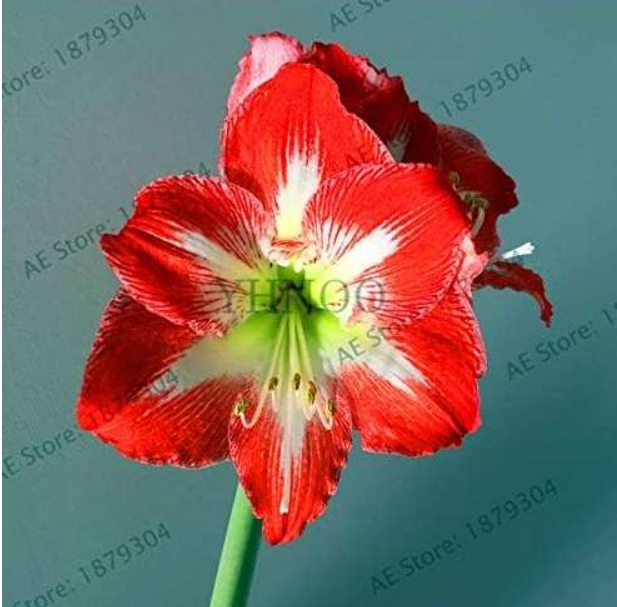 Amaryllis Bulb (Color 24)