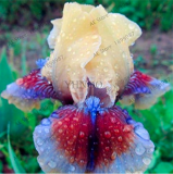 Iris Plantas Seeds (Color: 1)
