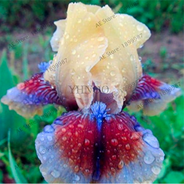 Iris Plantas Seeds (Color: 1)