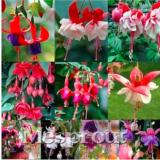 Fuchsia Seed Fuchsias Flower (Color: 18)