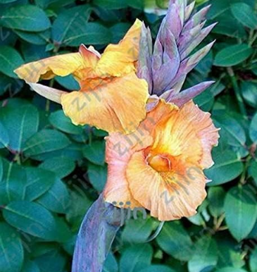 Multi-Color Perennial Canna Flower Plant Tree Seed Ornamental Plants