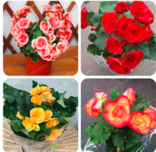 Begonia Seed Mixed Color Seed Flower Seed Begonia Seed Begonia Plant Potted Family Garden Balcony - (Color: Mix)