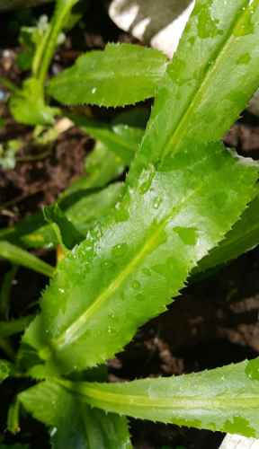Culantro Seeds-Vietnamese Coriander Non-GMO