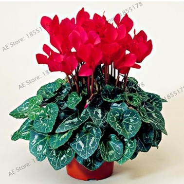 Cyclamen Seed, Cyclamen Flower Flores Potted Balcony Rabbit Flower