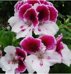 Garden Geranium, Pelargonium Geranium Seeds, Pelargonium Flowers