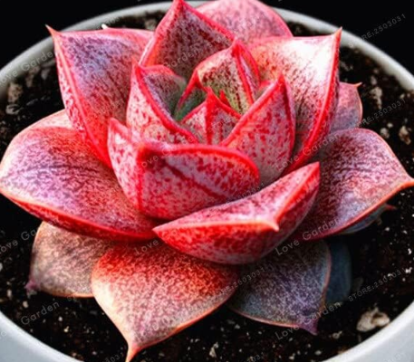 Echeveria Purpusorum Seed Fresh Succulent Plant Seeds