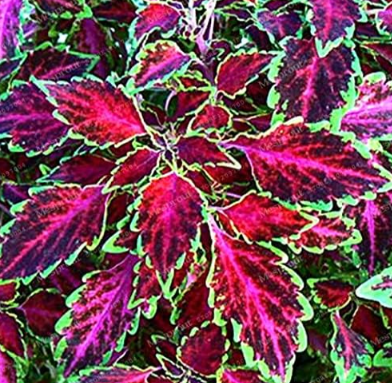 Janpanse Seed Coleus Seed Foliage Plants Perfect Color
