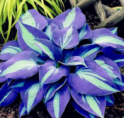 Hosta Seed Perennials Plantain Beautiful Lily Flower White Lace Home Garden Ground Cover Plant