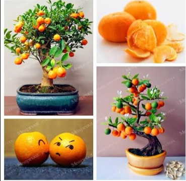 Orange Seed Seed Organic Fruit Seed Seed Seed Balcony Patio Potted Fruit Trees