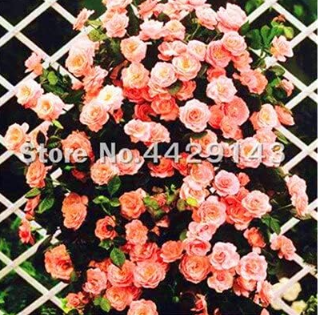 Climbing Rose Seed Perennial Rose Flowers