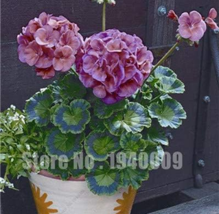 Geranium SeedsFlower Plants Seed Flower Seedling Balkon Sardunya Tohumu Pelargonium Geranium for Home Garden