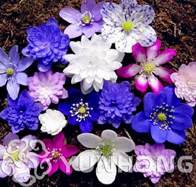 Perennial Phalaenopsis Orchid Flower Seed Rare Butterfly Orchid Seed Ornamental Plants