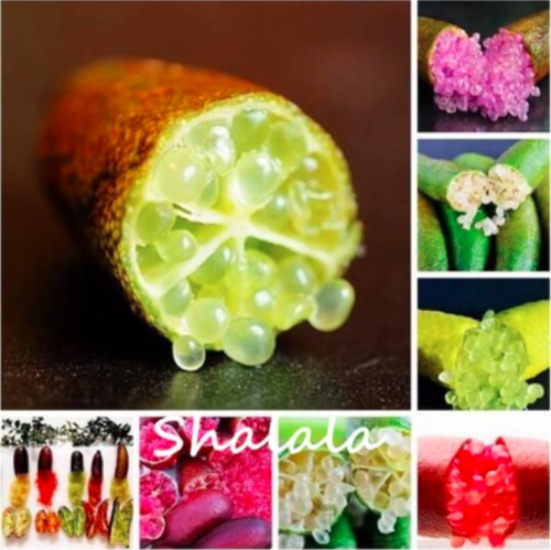 Novel Finger Limes Citrus Seed, Pomegranate Plants Sweet Fruit for Home Garden Plant - (Color: Mixed)