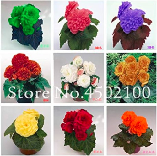 Rainbow Potted Flowers Rose Rieger Begonia Seed, Begonia Seed Garden Home Jardin Flores Indoor Plants Chinese Seed - (Color: mix)