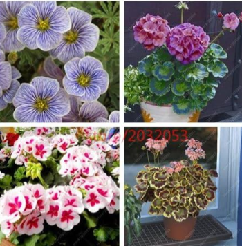 Seed Geranium Japanese Seed Flower Geranium for Home Garden