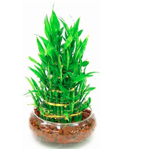 Lucky Bamboo Choose Potted Seed Variety Complete Dracaena Plant (Color: 4)