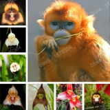 Chinese Monkey face Orchids Flower Flores Rare Orchids (Color: Mix)