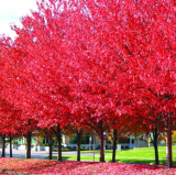Red maple tree plant Very Beautiful outdoor plant tree for home garden