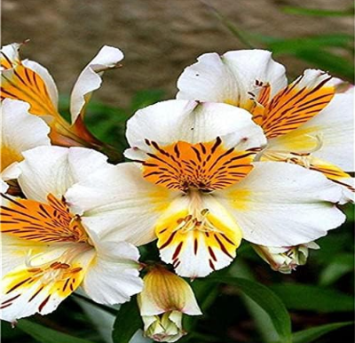 Peruvian Lily Seed Alstroemeria Flower Mix-Color Beautiful Flower for Home Garden Plants