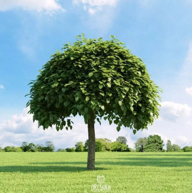 Catalpa bignonioides seeds, Southern Catalpa, Indian Bean Tree