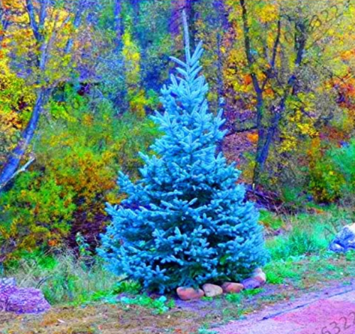 Colorado blue spruce Seed PICEA PUNGENS GLAUCA good for growing in pots, Excellentas a Christmas Tree