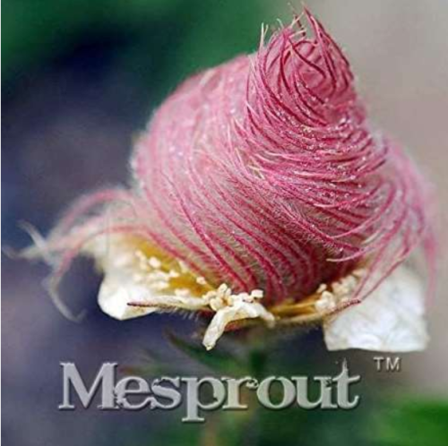 Prairie Smoke Seed Windowsill Garden Terrace Roof Fruit Seed Potted Seed Tree Plant Vaccinium Seed - (Color: 1)