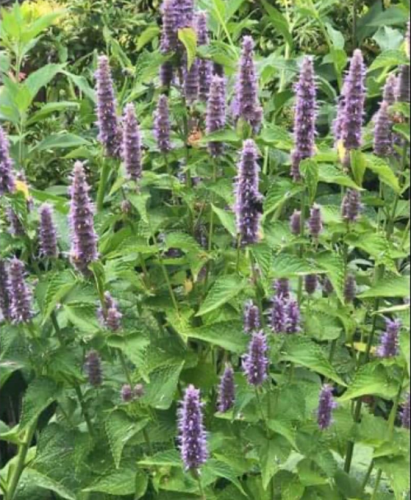 Anise Hyssop Seeds