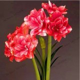 Amaryllis Bulb