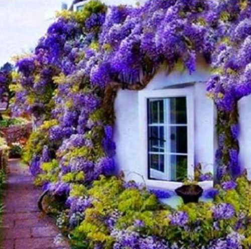 Wisteria Flower Seeds, Dark Purple