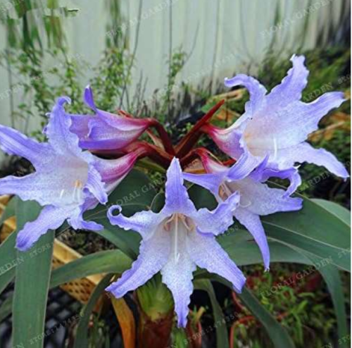 Hippeastrum Rutilum Bulb (Color: 12)