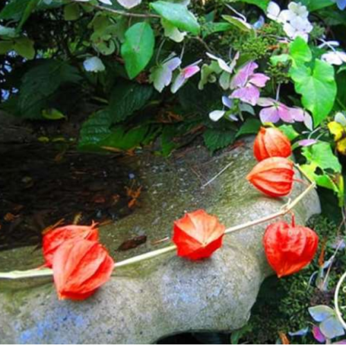 Physalis Chinese Lanterns Seed Plantas for home & garden indoor plants flower floresling