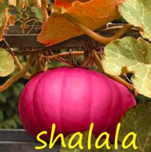 Big Pumpkin Seed Interest Pumpkins Good Keep Gourd Vegetable (Color: 5)