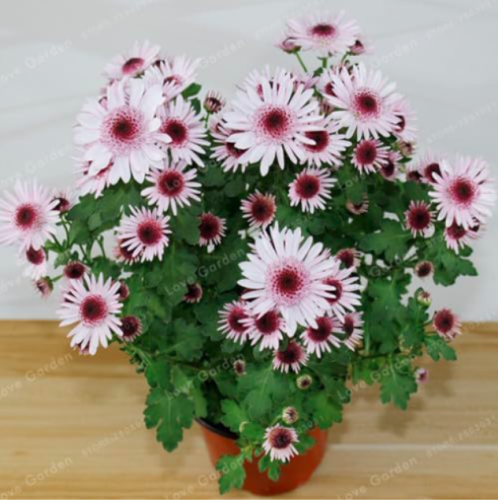 Spray Chrysanthemum Seed Beautiful Flower (Color: 4)