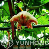 Open Pollinated Pumpkin Seed Gourd Mixture, Shap Gourd Pumpkin Vegetable Non GMO