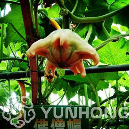 Open Pollinated Pumpkin Seed Gourd Mixture, Shap Gourd Pumpkin Vegetable Non GMO