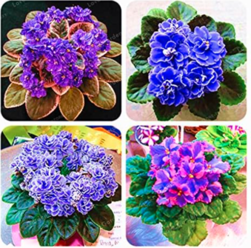 Saintpaulia Ionantha Seeds (Color: Mix)