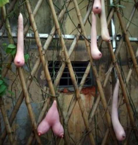 Rare Towel Gourd Gourd, Outdoor Plant Seed Vegetable for Garden Decoration